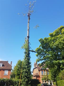 London Tree Specialist