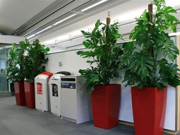 Universal Floral Office Plants Rental & Plants Maintenance Service UK Ireland