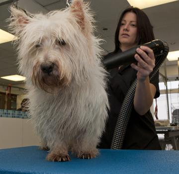 Dog Grooming @ Anrich