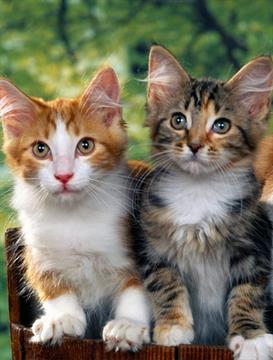 Upper Ruxley Cattery & Cottage