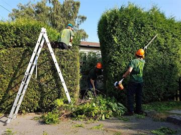 Glasgow Tree Surgeons