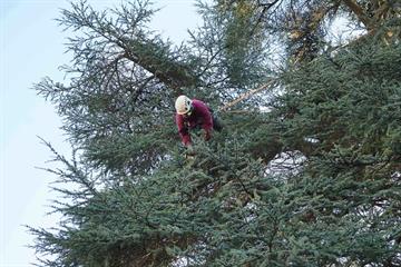 Broadleaf Tree Surgery