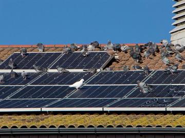 Solar Panel Bird Proofing Scotland