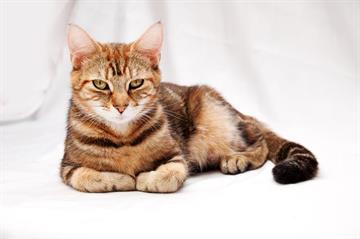 Sereta Boarding Cattery