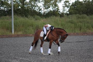 Position Perfect Equestrian