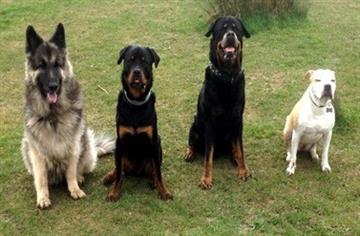 Animals at Home (Tunbridge Wells and Sevenoaks)