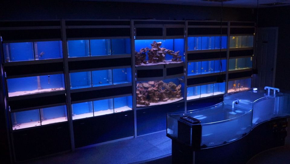 Marine World Aquatics