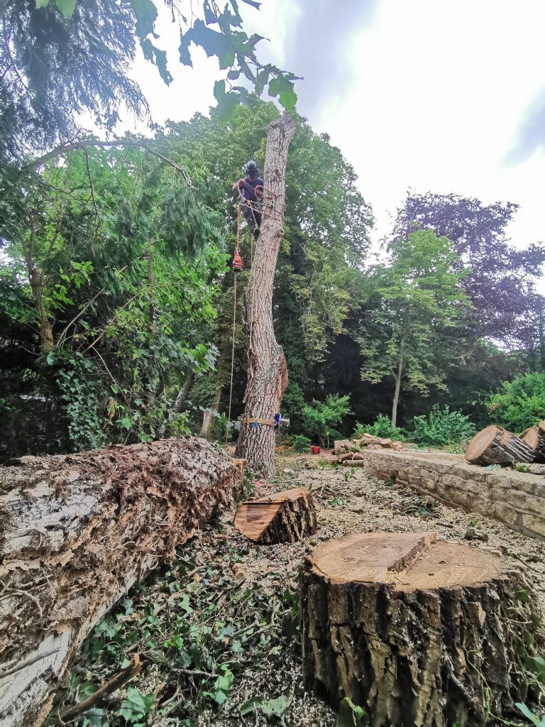 WildeWood Tree Services