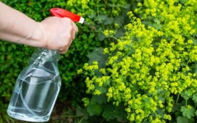 Severndale Nurseries