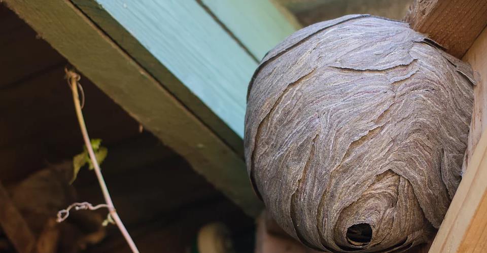 Full Guard Pest Control Ltd