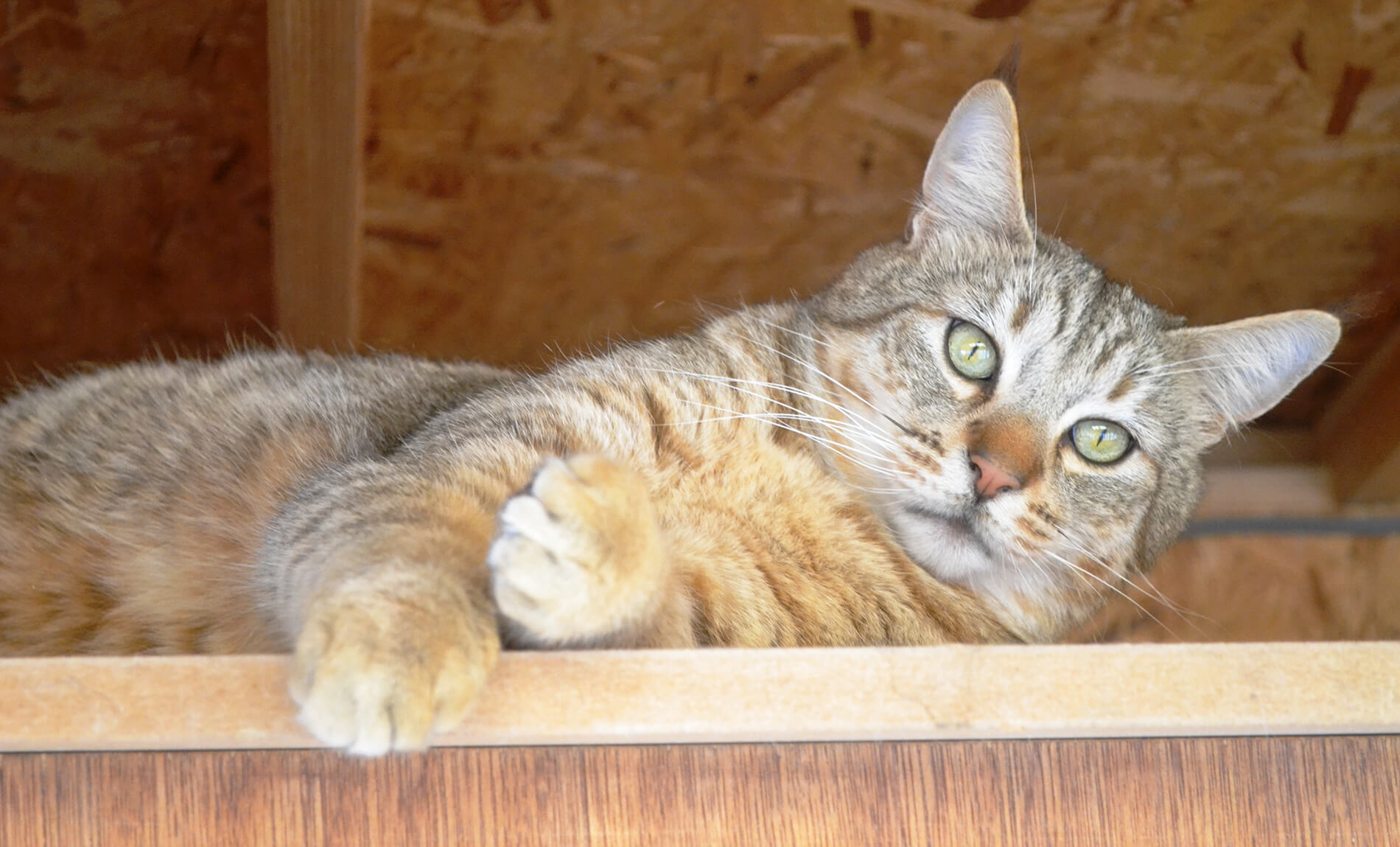 Catkins Holiday Home for Cats