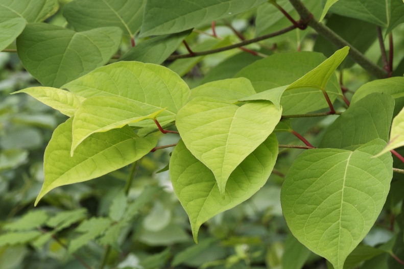 TP Knotweed Solutions London