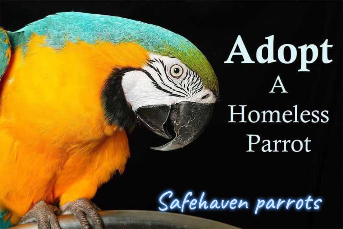 Safehaven Parrot Refuge