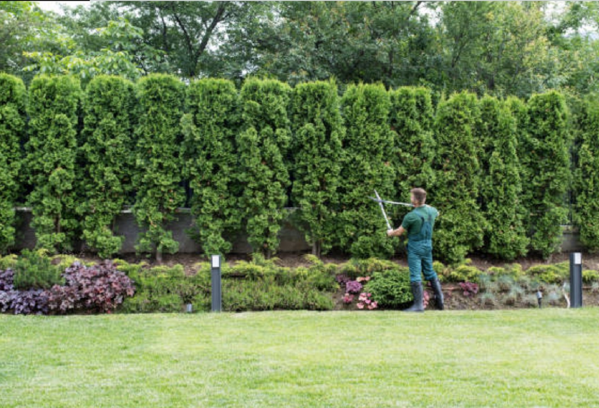 Sunbury & Windsor Gardeners