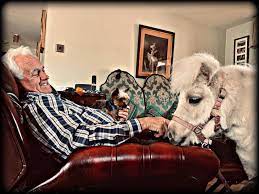 Miniature Shetland Therapy Ponies