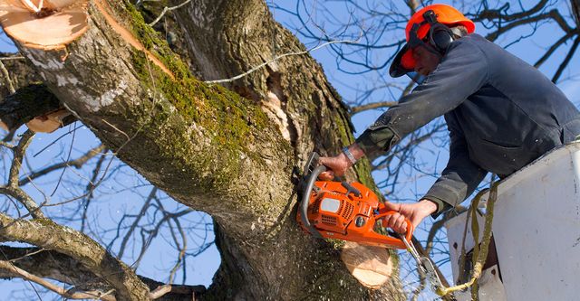 Tree Surgeons Cambridgeshire