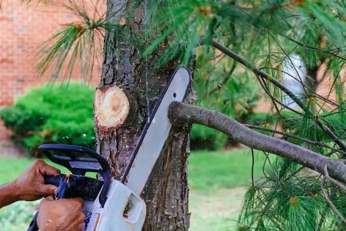 Watford Tree Surgeon Pros