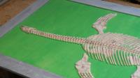 Plesiosaurus Fossil for Lost Kingdom, Paulton’s Park
