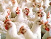 Heat stress in poultry – What can you do?