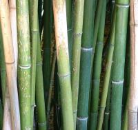WHY USE BAMBOO FOR PROMOTIONAL PRODUCTS?