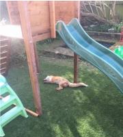 Bethnal Green Dead Fox Removal