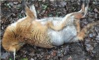 Hackney Dead Fox Removal London