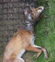 East Ham Dead Fox Removal London