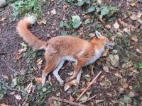 Ilford Dead Fox Removal London