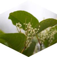 How is Japanese knotweed controlled?