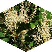 Can Japanese knotweed spread by seed?