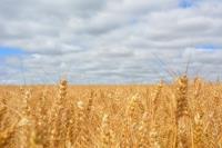 ITS WHEAT WE'RE TALKING ABOUT........