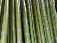 Lots of Bamboo Poles for a Major Movie