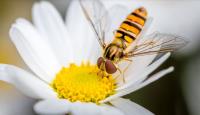 Of Hover Flies and Websites