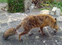 Hackney Pest Control London Fox