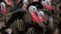 Turkey Farming in the UK