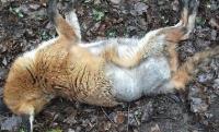 Dead Fox Removal London