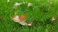 How To Maintain Artificial Grass In The Autumn