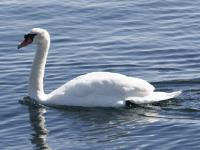No time to swan around when there is bird flu about