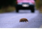 Genesis Sponsor British Wildlife Photography Awards