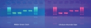 Now there&#146;s a Safer Way to Stain Agarose Gels &#45; New Midori Green DNA Stain from Anachem