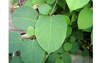 European Commission to consult on Japanese Knotweed Weed