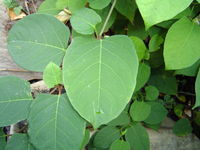 Japanese Knotweed and The Law