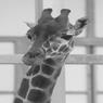 WORKSOP GALVANIZING STICKS NECK OUT WITH GIRAFFE ENCLOSURE PROJECT