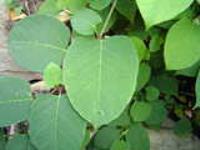 Biological Japanese Knotweed Control - Discussion