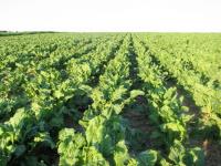 Project Looks At Water Uptake in Beet Crops – Rainwater Harvesting Tanks Reduce Irrigation Costs
