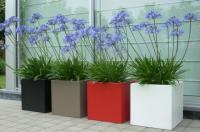 Fibreglass planters in any colour!