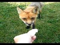 Human Interaction with Urban Foxes