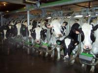 Asda The Latest Supermarket to Pay Dairy Farmers More