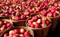 The Bumper Apple Harvest Continues – Cone Bottom Tanks Bring Cider Makers Success