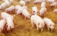 MANAGING WATER SUPPLIES FOR PIGS – WASTEWATER MANAGEMENT AND CONE BOTTOM TANKS